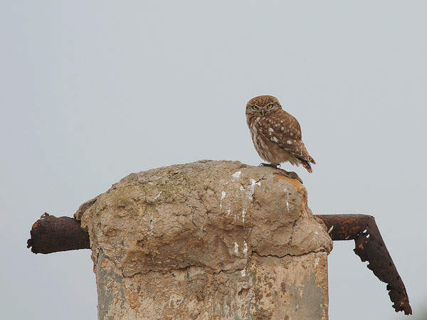 Minervanpöllö, Little Owl, Athene noctua